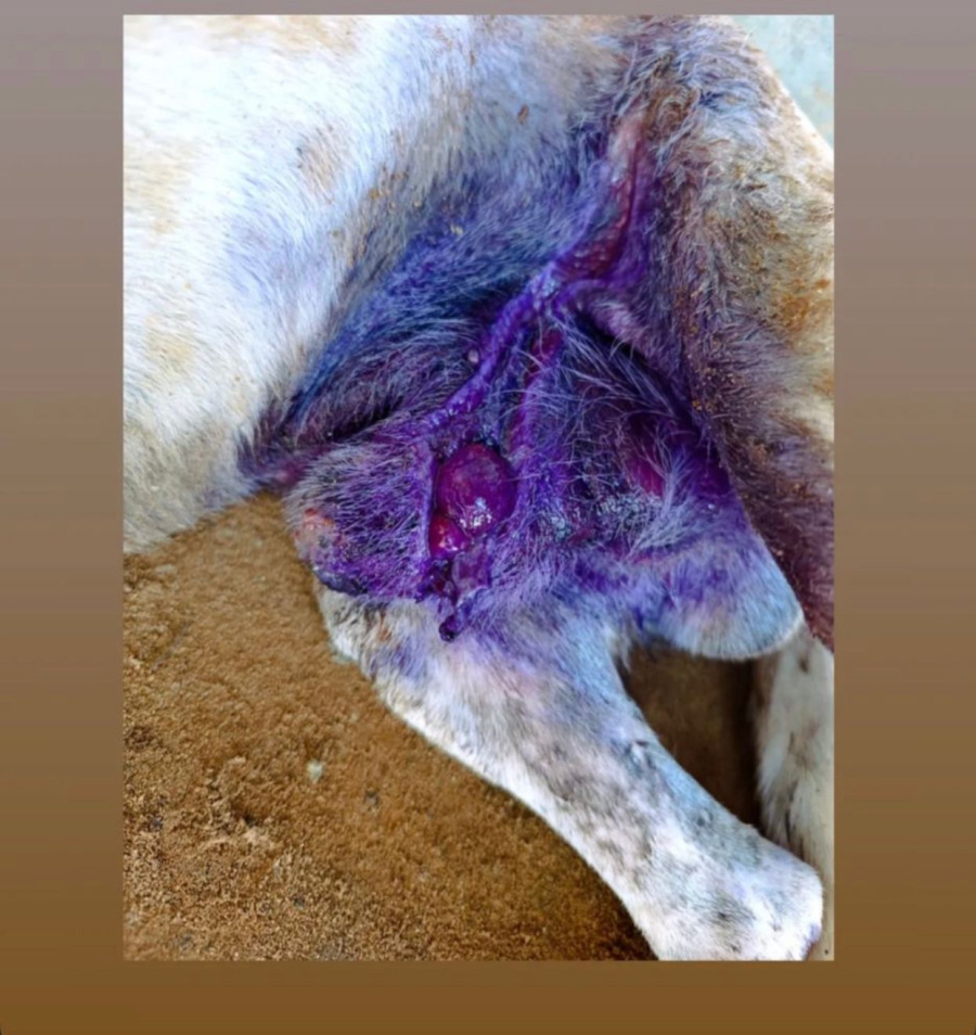 Cachorro reaparece com cabo de aço amarrado aos órgãos genitais e caso revolta moradores em São Gonçalo do Rio Abaixo