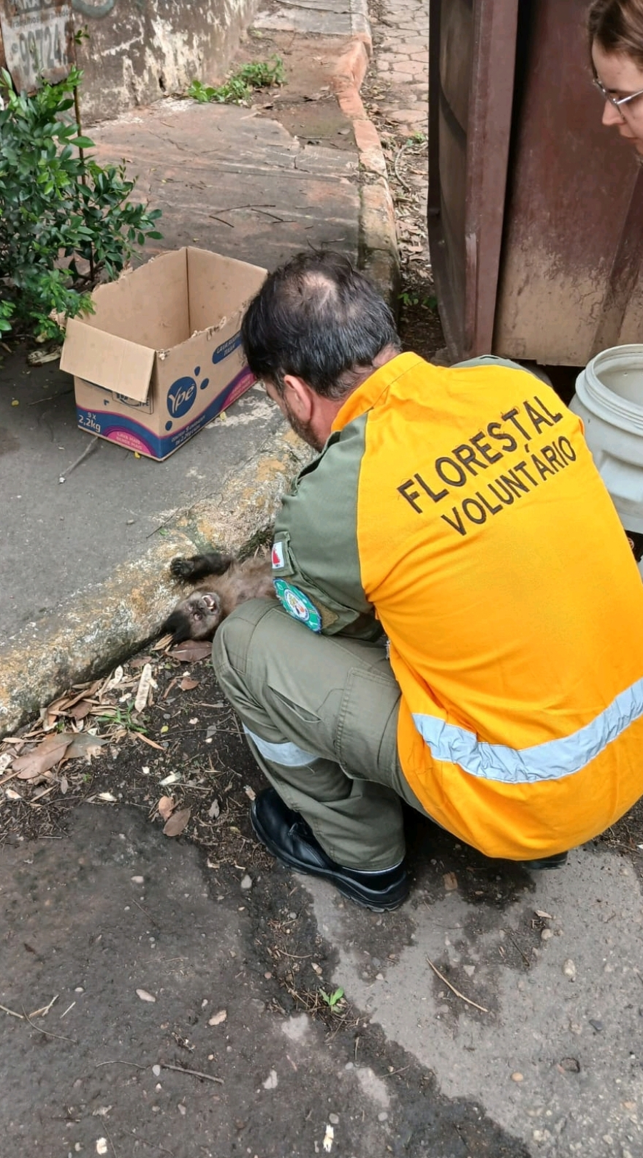 Macaco vítima de choque elétrico é resgatado em ação conjunta em João Monlevade