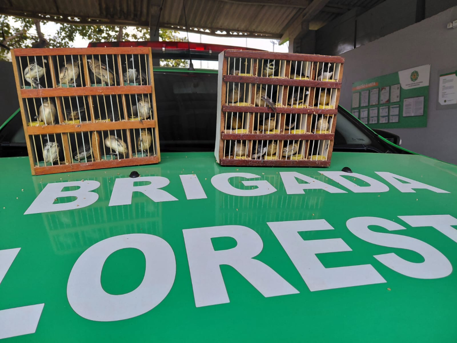 Brigada Florestal devolve 45 aves à natureza em João Monlevade