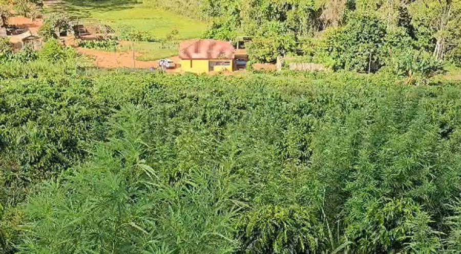 Família é suspeita de cultivar plantação de maconha escondida em cafezal na Zona da Mata