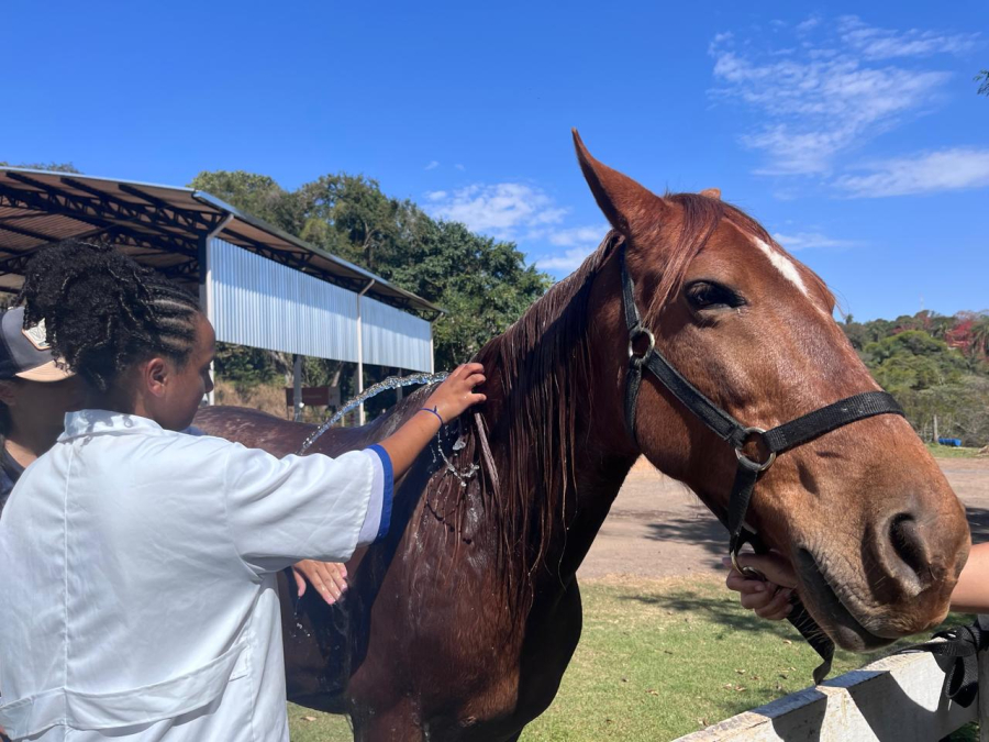 Equoterapia é ampliada e fortalece atendimento a crianças com necessidades especiais em São Gonçalo