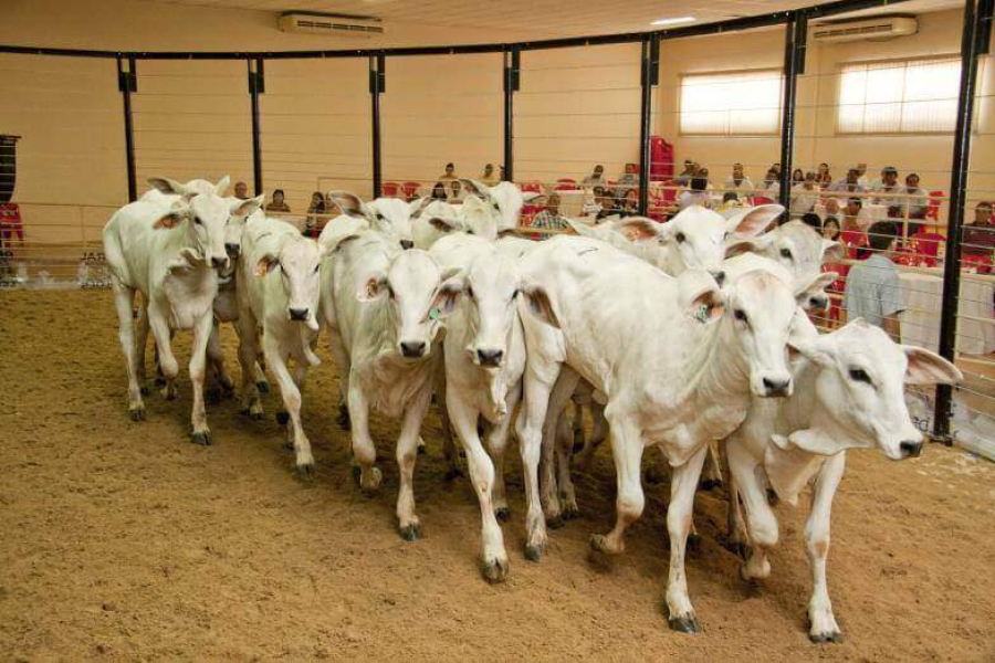 São Gonçalo do Rio Abaixo realiza 18º Leilão de Gado de Leite e Corte no fim de março