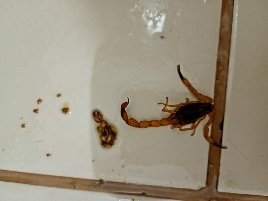 Moradores denunciam infestação de escorpiões em conjunto habitacional no bairro Matias, em São Gonçalo do Rio Abaixo