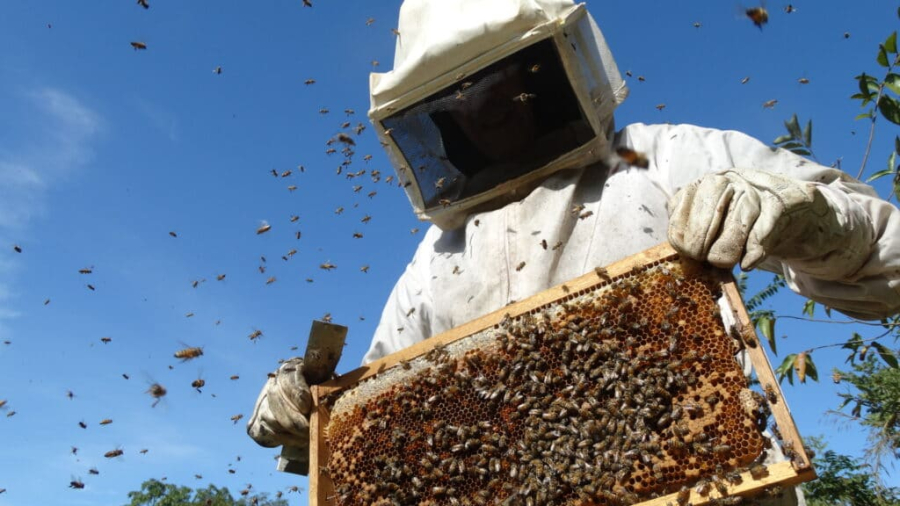 Apicultura fortalece economia, agricultura familiar e preservação ambiental em São Gonçalo do Rio Abaixo