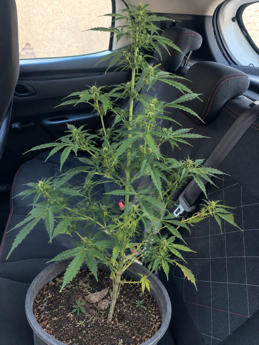 GCM prende suspeito de violência doméstica e apreende pé de maconha em Santa Bárbara